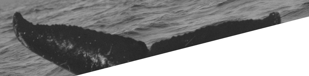 Fluke of BCX0881