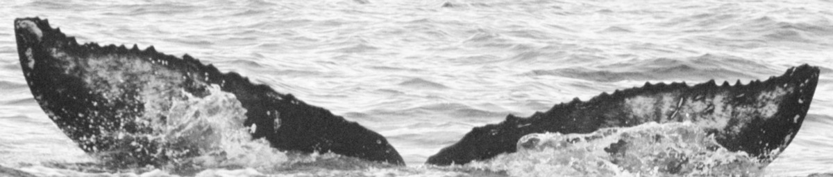 Fluke of BCY0388