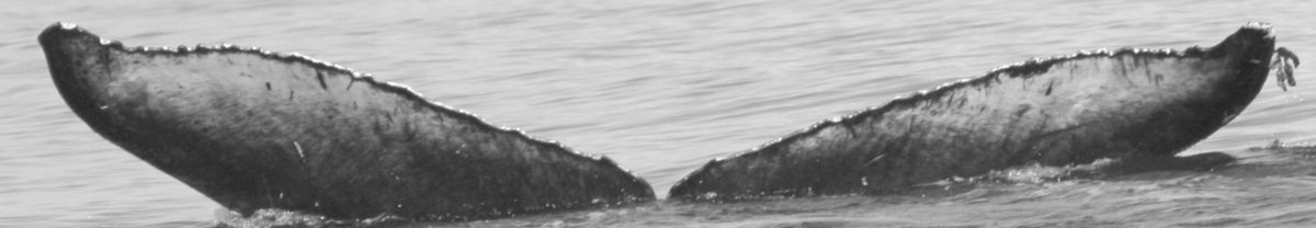 Fluke of Ponds (BC)