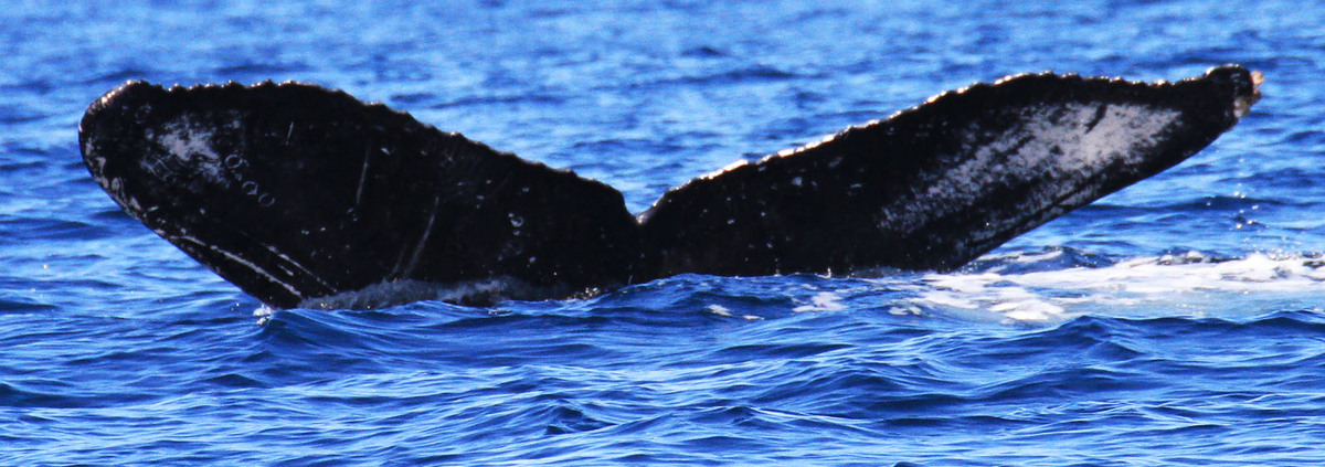 Fluke of FIBB-4BB559