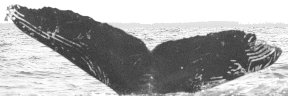 Fluke of BCX0435