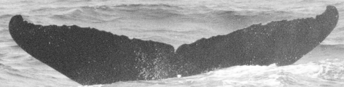 Fluke of BCX0029