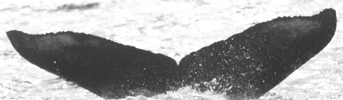 Fluke of BCX0659
