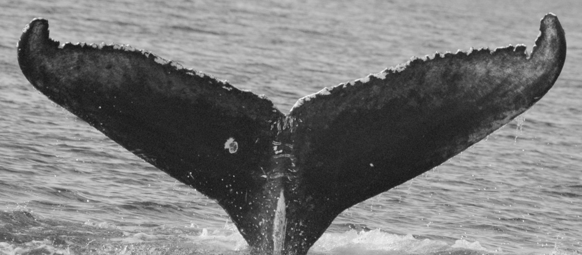 Fluke of CRC-16218