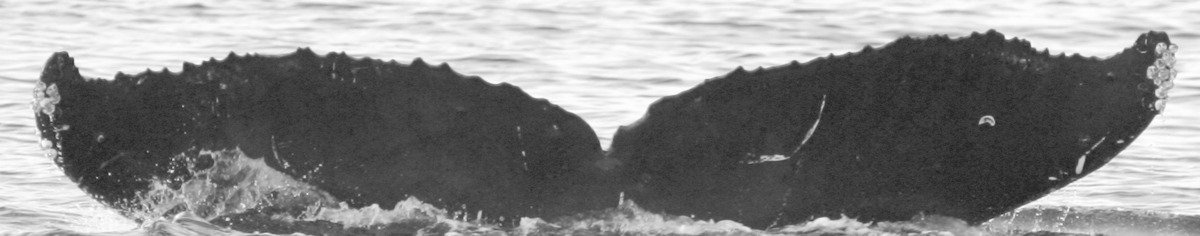 Fluke of BCX0925