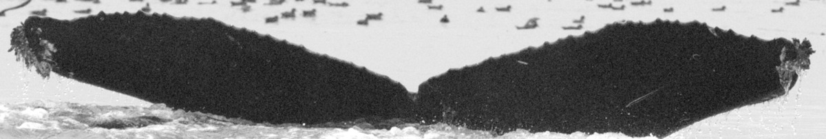 Fluke of BCX0788