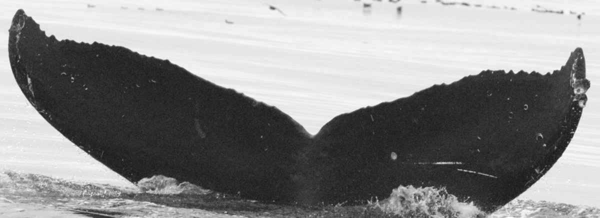 Fluke of BCX0789