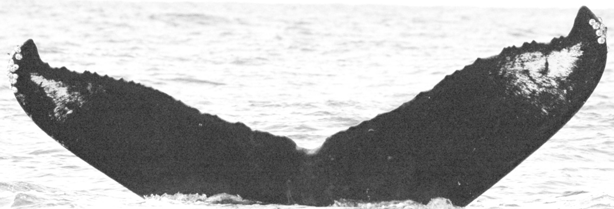 Fluke of SEAK-2717