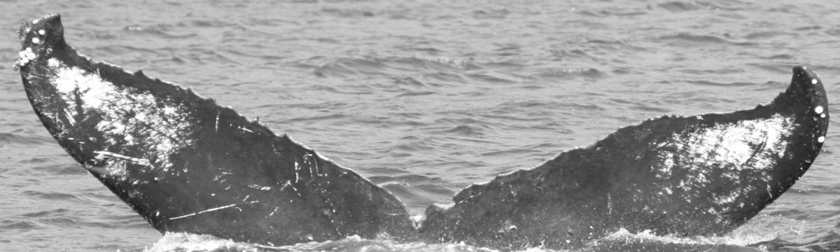 Fluke of PG (BC)