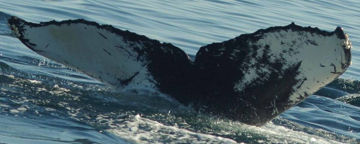Fluke of Merlin (Salish Sea)