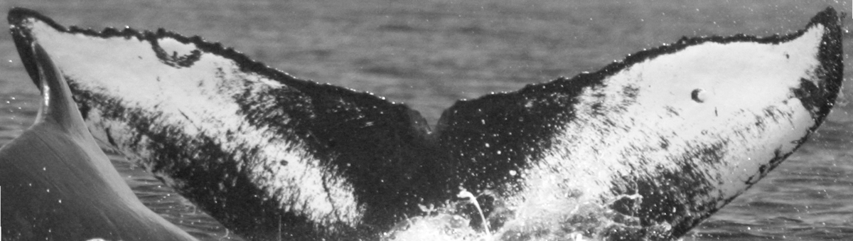 Fluke of SPLASH-530220