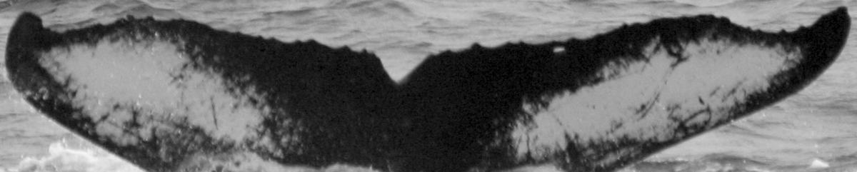 Fluke of SPLASH-530211