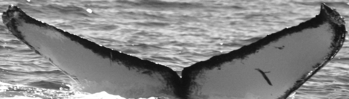 Fluke of SEAK-5482