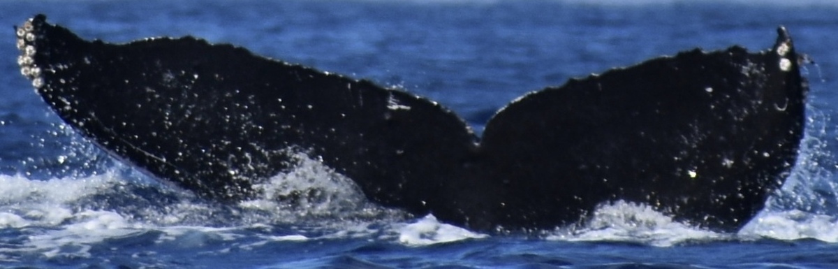 Fluke of SPLASH-570146