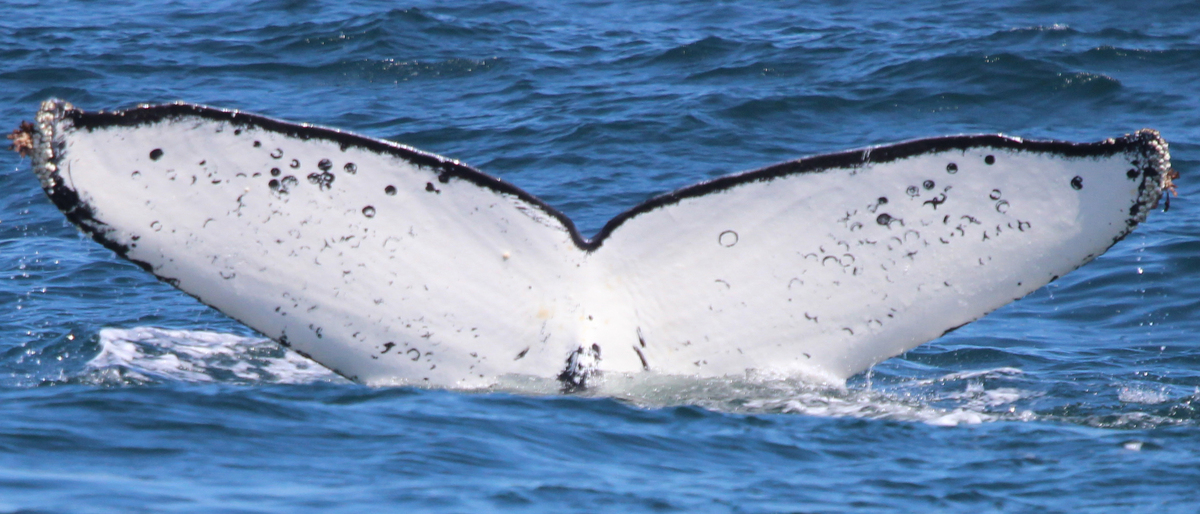 Fluke of CRC-12194