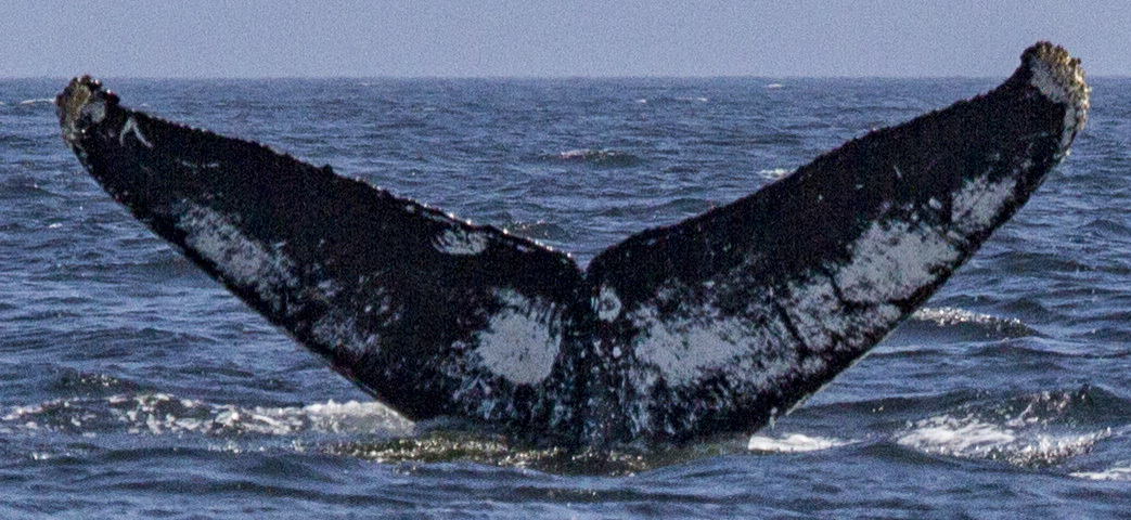 Fluke of Monarch (Sayulita)