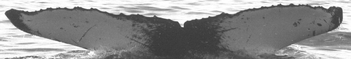 Fluke of SPLASH-630120