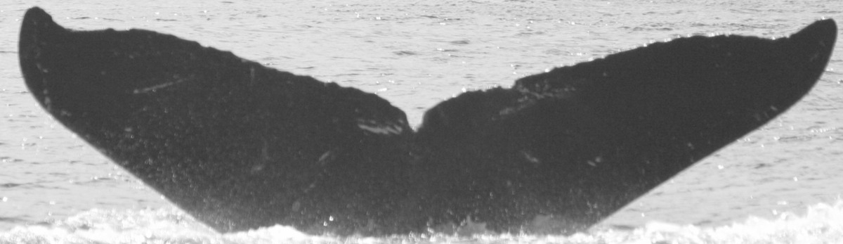Fluke of PWF-NP_3031