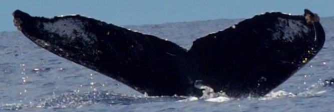 Fluke of SPLASH-530419
