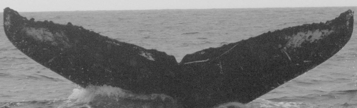 Fluke of SPLASH-430386