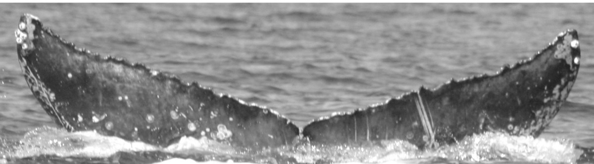 Fluke of SPLASH-430420