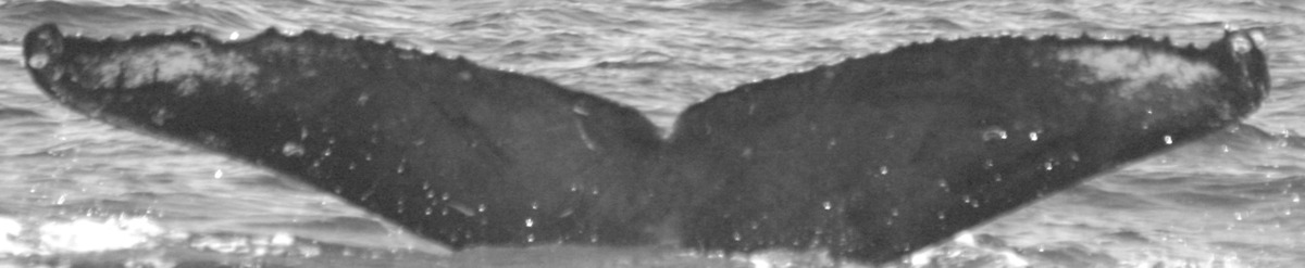 Fluke of SPLASH-630614