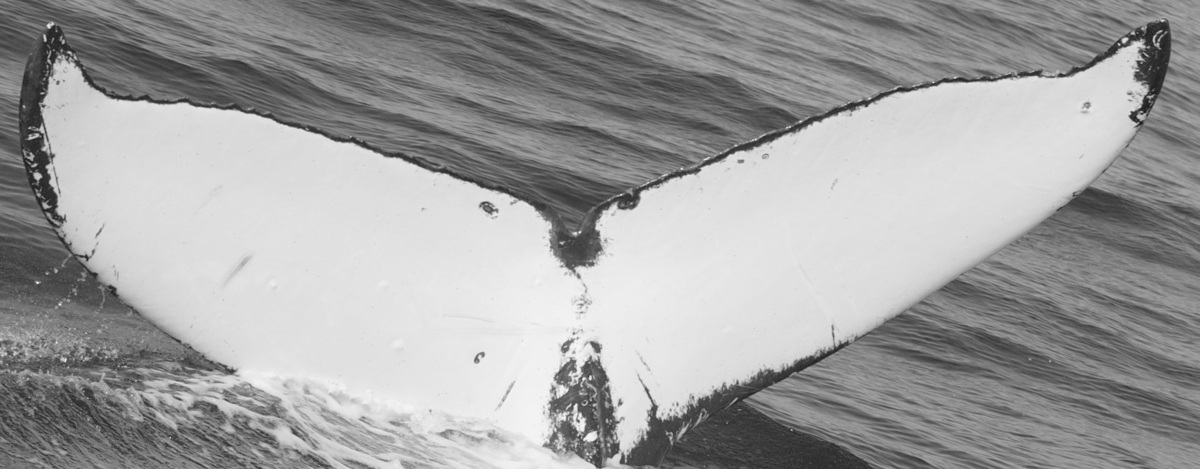 Fluke of SPLASH-430003