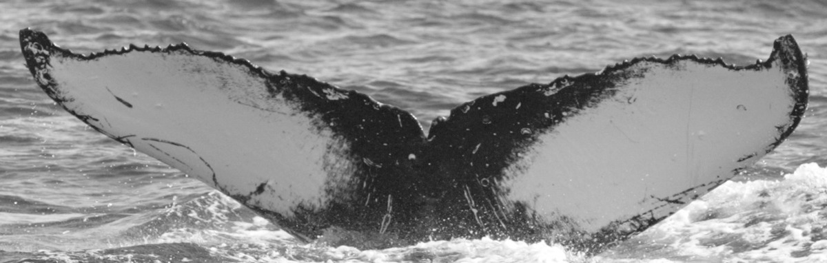Fluke of BCY0666