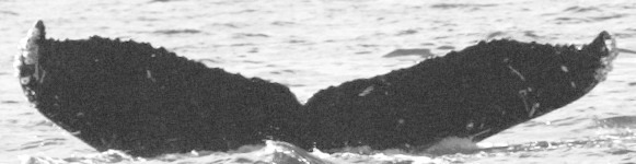 Fluke of SPLASH-430581