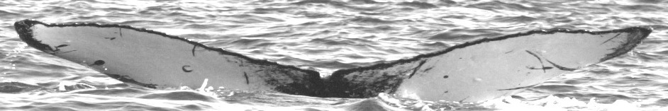 Fluke of SPLASH-430065