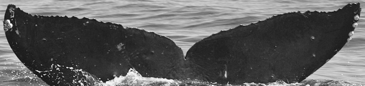 Fluke of SPLASH-430627