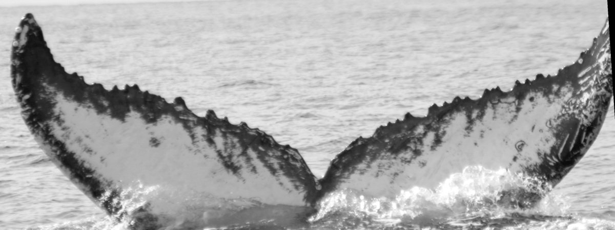 Fluke of SPLASH-630056