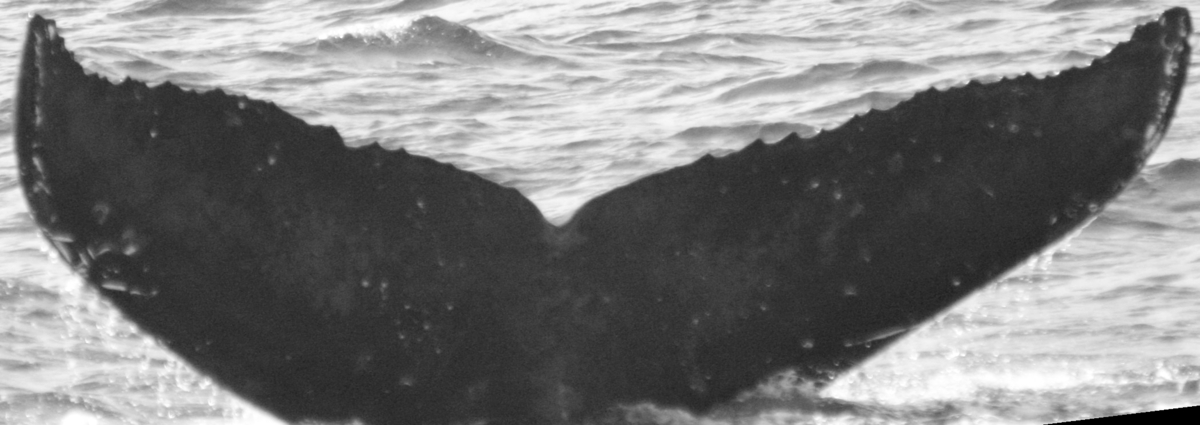 Fluke of SPLASH-530823