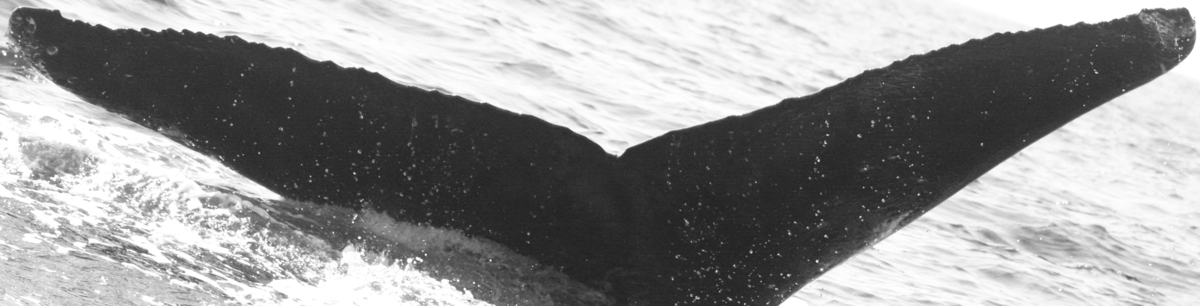 Fluke of SPLASH-530822