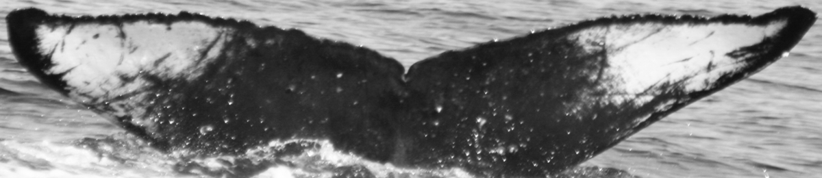 Fluke of SPLASH-530340