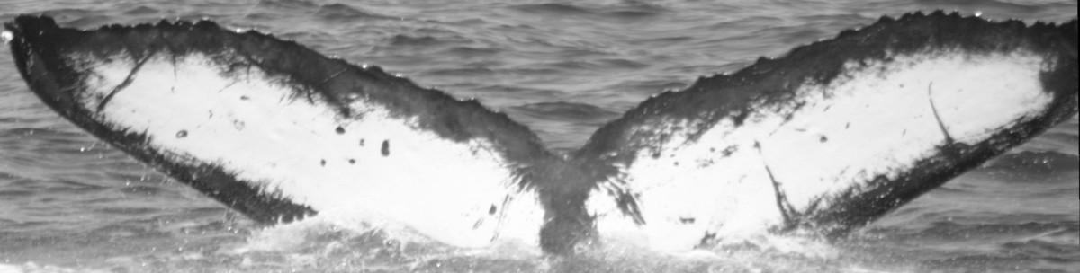 Fluke of SPLASH-530060