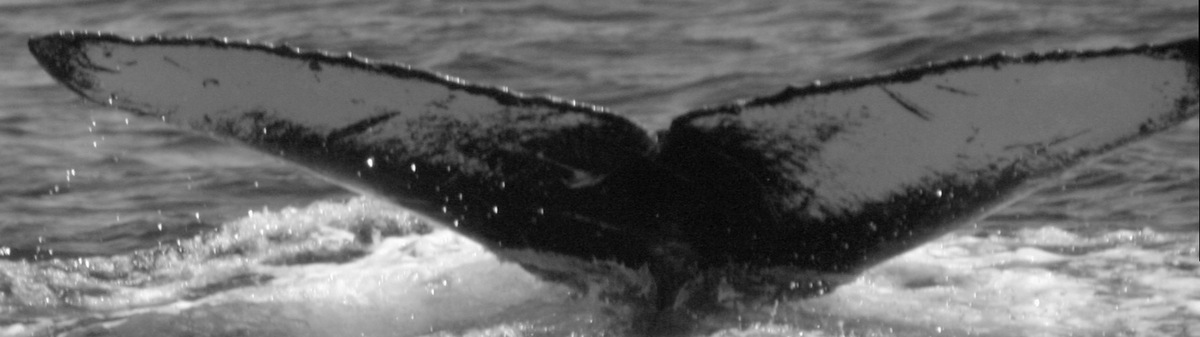 Fluke of PWF-NP_3414