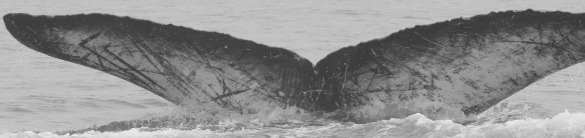 Fluke of CRC-13729