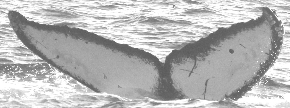 Fluke of CRC-15120