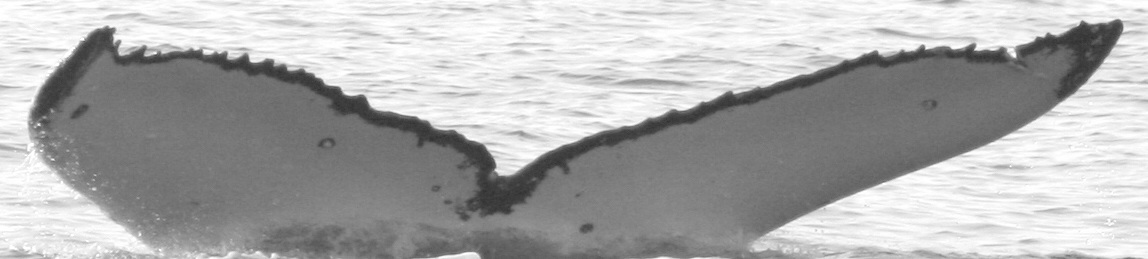 Fluke of SPLASH-630012