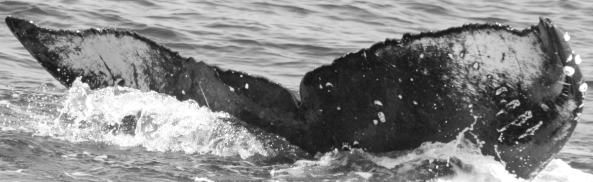 Fluke of SPLASH-630530