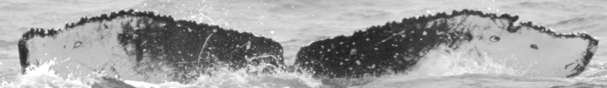Fluke of SPLASH-631060