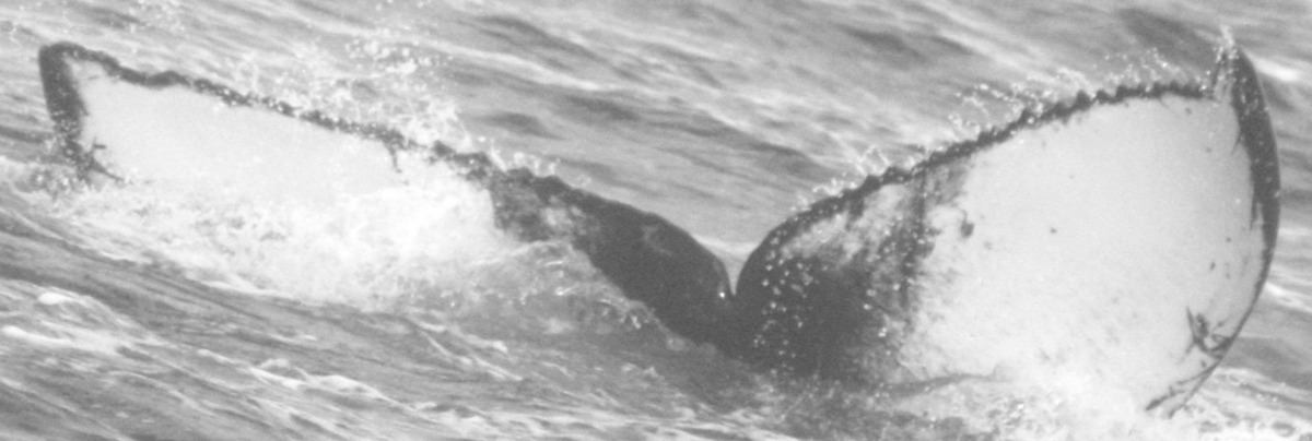 Fluke of SPLASH-430126