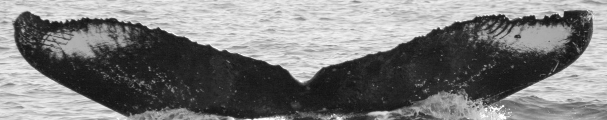 Fluke of зиндан  (RCHP)