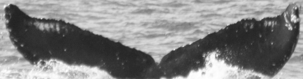 Fluke of SPLASH-530586