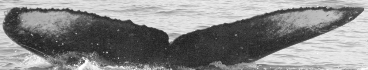 Fluke of SPLASH-630485