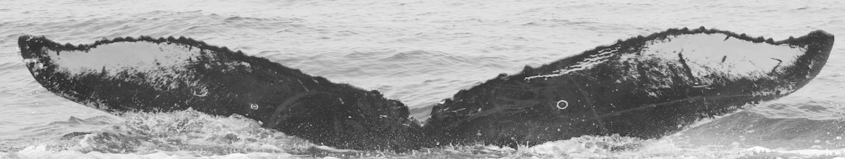 Fluke of SPLASH-430300
