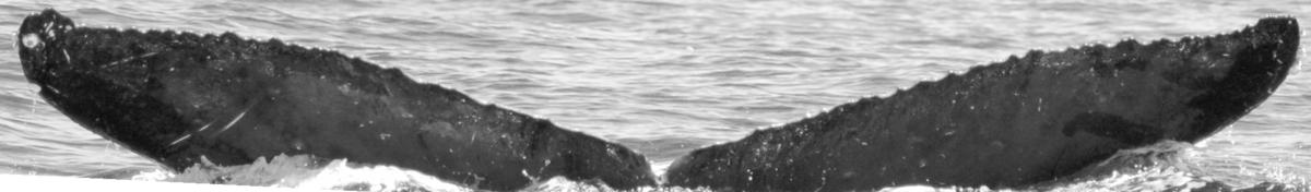 Fluke of SPLASH-630935