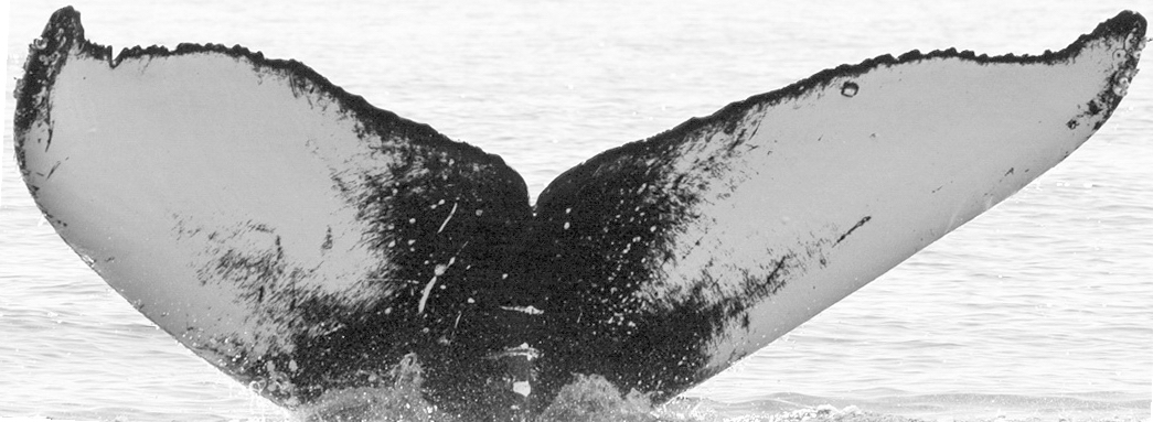 Fluke of SPLASH-630167