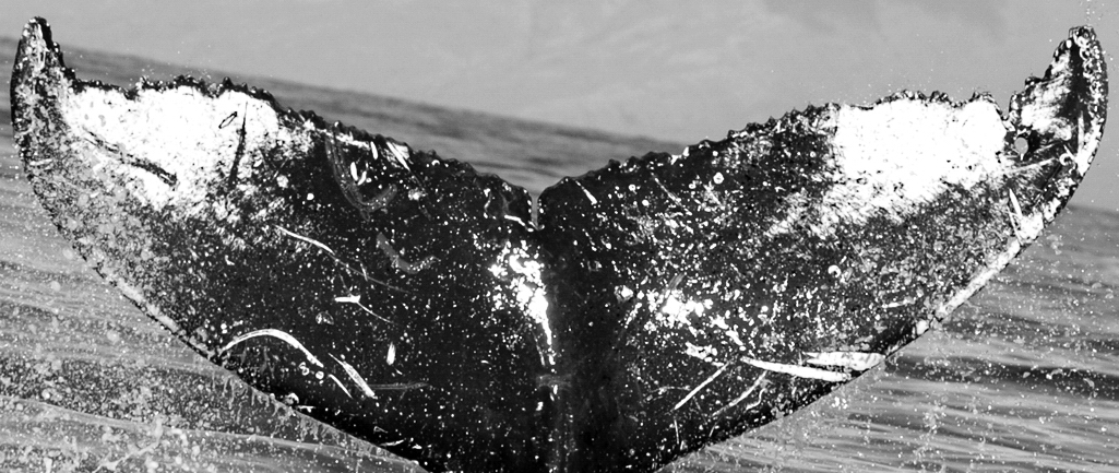 Fluke of SPLASH-530409
